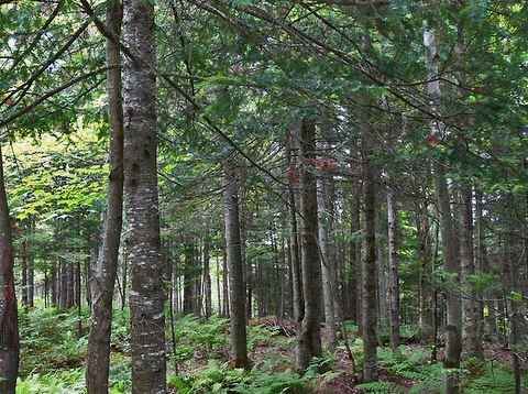 Proença-a-Nova: Sustentabilidade dos sistemas florestais em debate